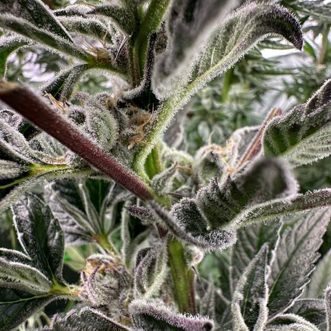 MiscxLAZ #37 C growlog timeline photo