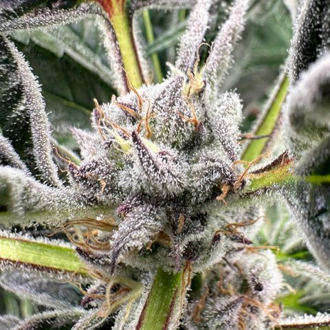 MiscxLAZ #37 C growlog timeline photo