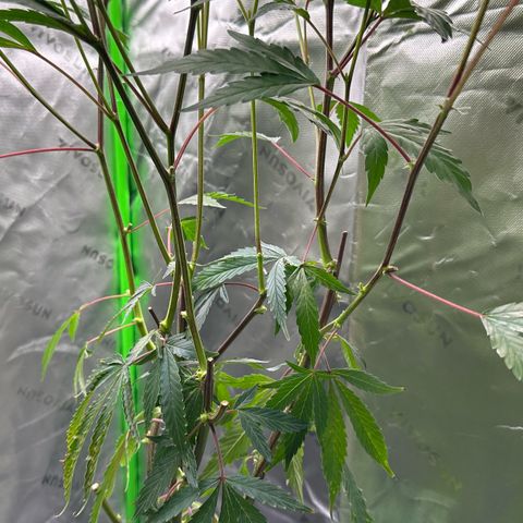CxLAZ #15 C #1 growlog timeline photo