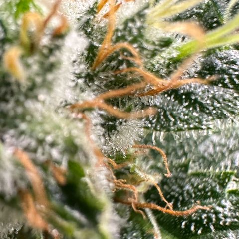 Fuel D.OG #1 Female 47.36g growlog timeline photo