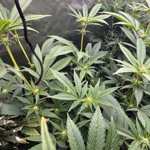 MiscxLAZ #26 C #2 growlog timeline photo