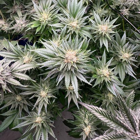 Fuel D.OG #1 Female 47.36g growlog timeline photo