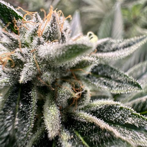 MiscxLAZ #26 C #1 47.15g growlog timeline photo