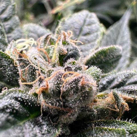 MiscxLAZ #08 C #1 growlog timeline photo