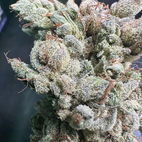 Misc x (LA Kush x Zkittles) #23 28.19g growlog photo: Fox tailing