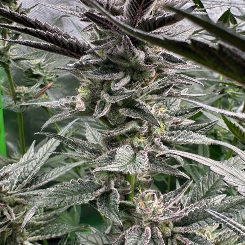 MiscxLAZ #22 C 42.33g growlog timeline photo