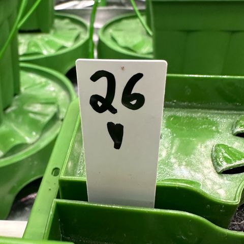 MiscxLAZ #26 C #1 47.15g growlog timeline photo