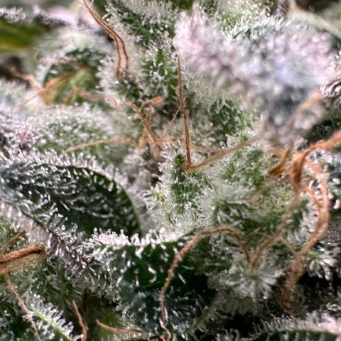 CxLAZ #03 C #1 58.58g growlog timeline photo