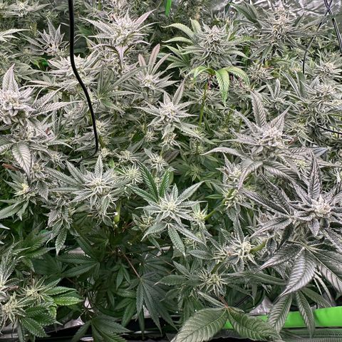 MiscxLAZ #29 C growlog timeline photo