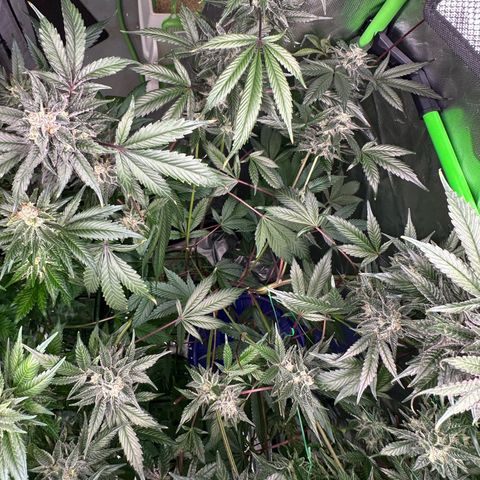 CxLAZ #03 C #1 58.58g growlog timeline photo
