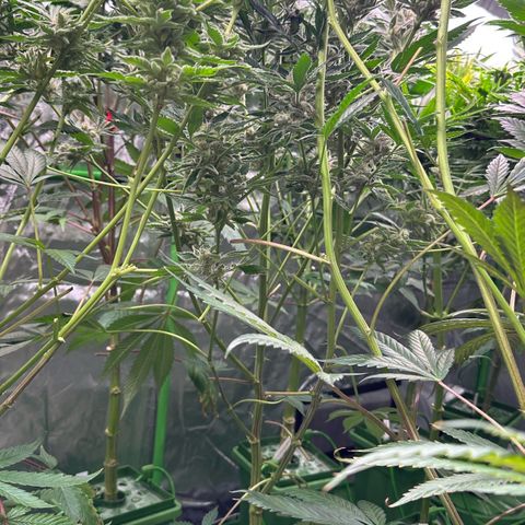 MiscxLAZ #37 C growlog timeline photo