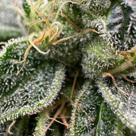 CxLAZ #20 C1 25g growlog timeline photo