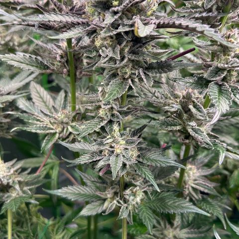 CxLAZ #03 C #1 58.58g growlog timeline photo