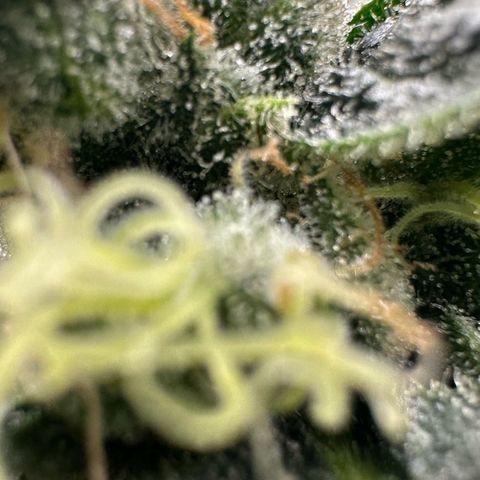 MiscxLAZ #08 C #1 growlog timeline photo