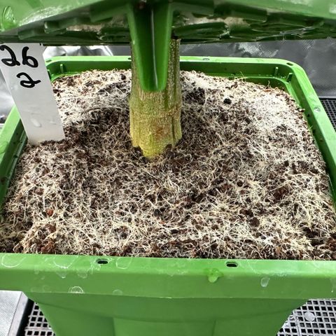 MiscxLAZ #26 C #2 growlog timeline photo