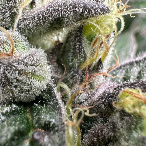 CxLAZ #03 C #1 58.58g growlog timeline photo