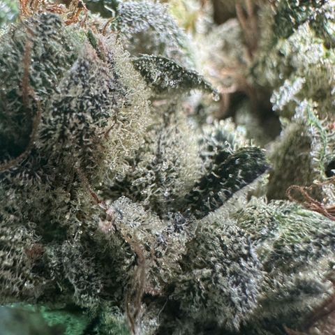 Misc x (LA Kush x Zkittles) #23 28.19g growlog photo: Fox tailing