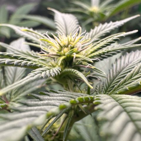 MiscxLAZ #26 C #2 growlog timeline photo