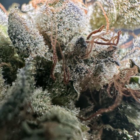 Misc x (LA Kush x Zkittles) #23 28.19g growlog photo: Fox tail