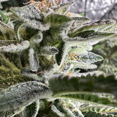 MiscxLAZ #26 C #1 47.15g growlog timeline photo