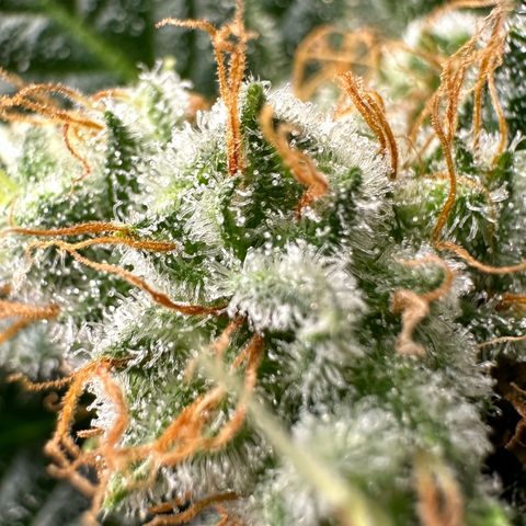 Fuel D.OG #1 Female 47.36g growlog timeline photo