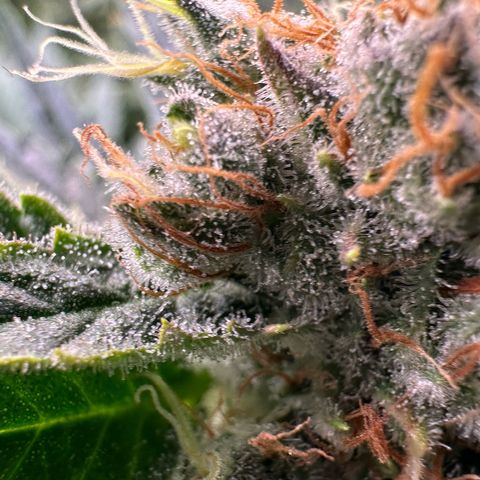 Fuel D.OG #1 Female 47.36g growlog timeline photo