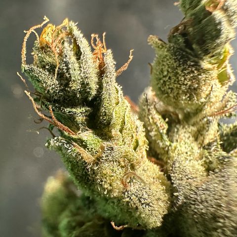 Misc x (LA Kush x Zkittles) #23 28.19g growlog photo: Fox tail