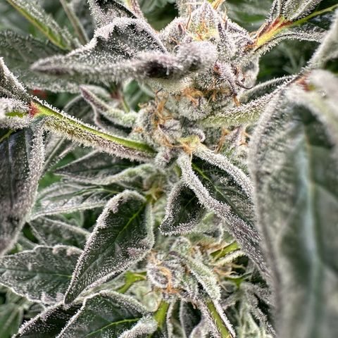 MiscxLAZ #37 C growlog timeline photo