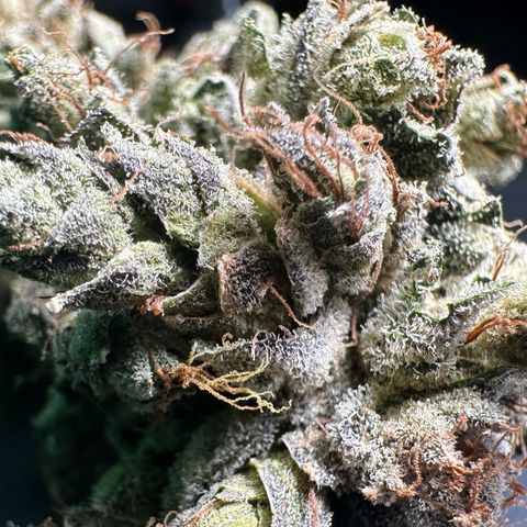 Misc x (LA Kush x Zkittles) #23 28.19g growlog timeline photo