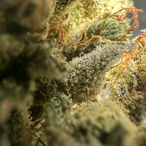 Misc x (LA Kush x Zkittles) #23 28.19g growlog photo: Fox tailing