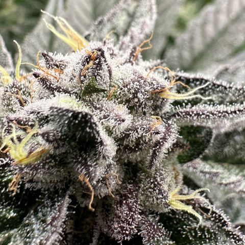 MiscxLAZ #22 C 42.33g growlog timeline photo