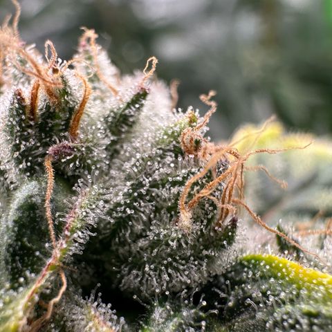CxLAZ #20 C1 25g growlog timeline photo