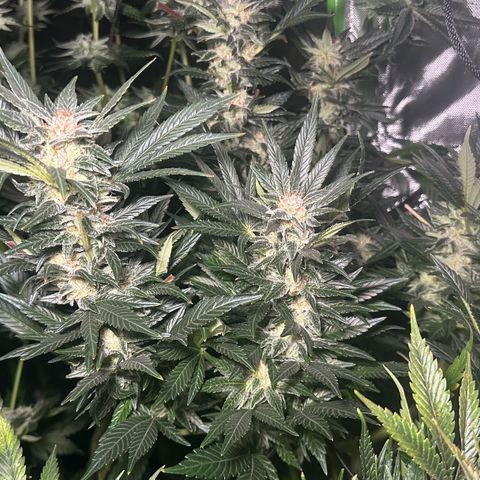 Fuel D.OG #2 Female 49.44g M growlog timeline photo
