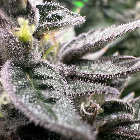 CxLAZ #03 C #1 58.58g growlog timeline photo