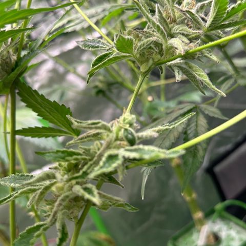 MiscxLAZ #37 C growlog timeline photo