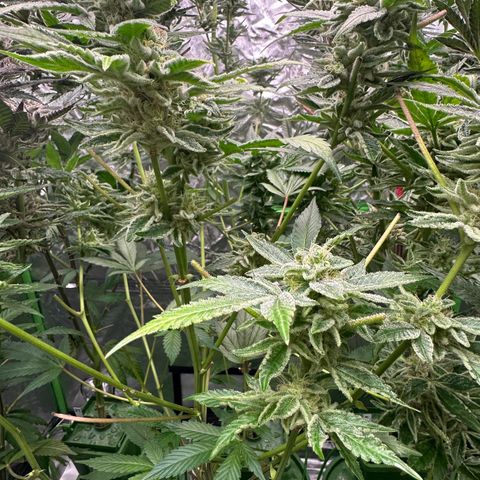 CxLAZ #20 C1 25g growlog timeline photo
