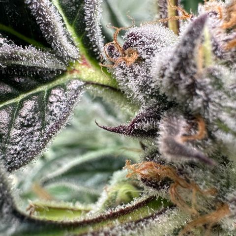 MiscxLAZ #37 C growlog timeline photo