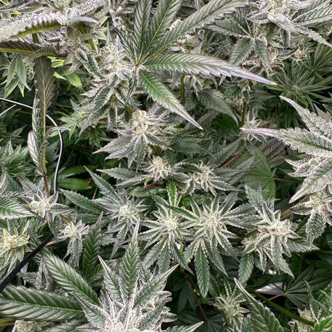 MiscxLAZ #29 C growlog timeline photo