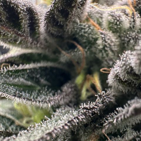 CxLAZ #03 C #1 58.58g growlog timeline photo