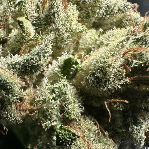 Misc x (LA Kush x Zkittles) #23 28.19g growlog timeline photo