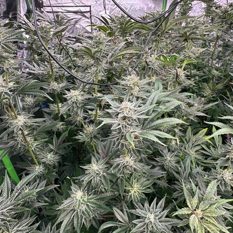 MiscxLAZ #26 C #1 47.15g growlog timeline photo