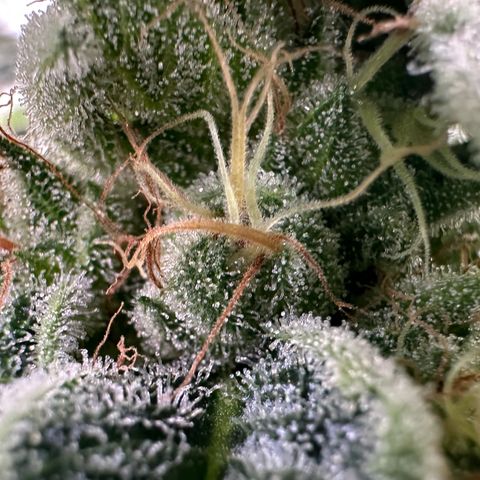 CxLAZ #20 C1 25g growlog timeline photo
