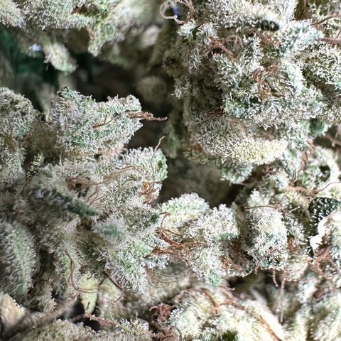 Misc x (LA Kush x Zkittles) #23 28.19g growlog timeline photo
