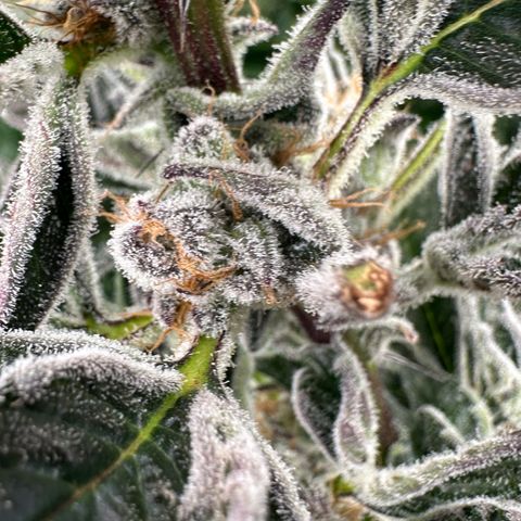 MiscxLAZ #37 C growlog timeline photo
