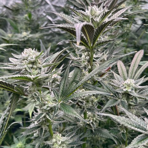 MiscxLAZ #29 C growlog timeline photo