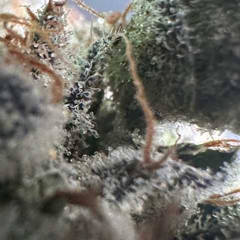 Misc x (LA Kush x Zkittles) #23 28.19g growlog photo: Fox tailing