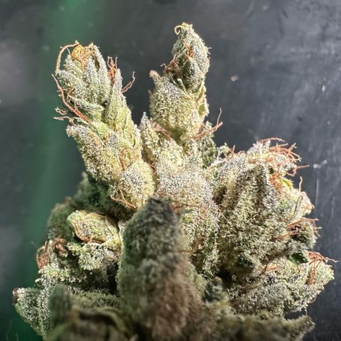 Misc x (LA Kush x Zkittles) #23 28.19g growlog photo: Fox tail