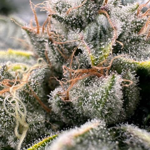 CxLAZ #20 C1 25g growlog timeline photo