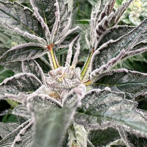 MiscxLAZ #37 C growlog timeline photo