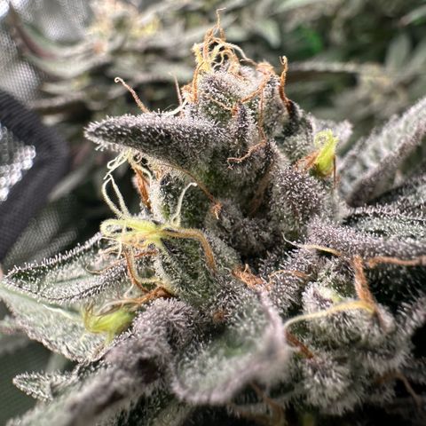 CxLAZ #03 C #1 58.58g growlog timeline photo